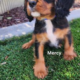 Cavalier King Charles Spaniel Puppies from Above All Else Love