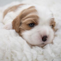 Yahtzee - Blenheim female Cavalier King Charles Spaniel puppy in Hendersonville, North Carolina from Grayfinn House