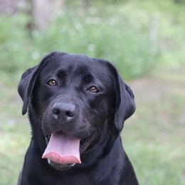 Cinzia - Labrador Retriever