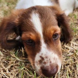 Dachshund Puppies from Leslie Martinez
