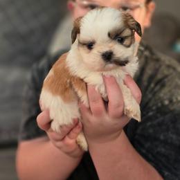 Little Arrow - Brindle and white male Shih Tzu puppy in Hartville, Missouri from Petty Paws