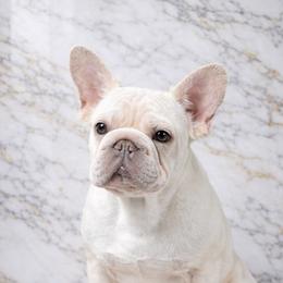 French Bulldog puppies from Velvet Fluffy Pups