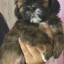Blaze - Tricolor male Shih Tzu puppy in Chico, California from North State Shih tzus