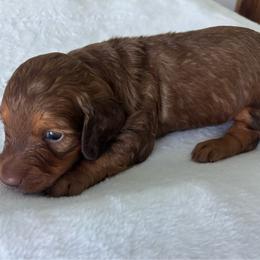 Boy 1 - Red male Dachshund puppy in Victoria, Texas from Prickly Arrow Pups