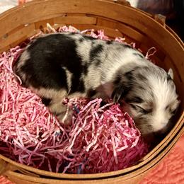 Girl 1 - Blue merle female Miniature Australian Shepherd puppy in Port Saint Lucie, Florida from Charlene Brannon's Mini Australian Shepherds