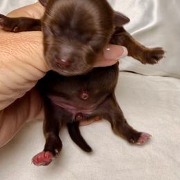 Chocolate girl - Liver female Yorkshire Terrier puppy in Dallas, North Carolina from Yorkie Fever
