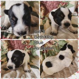 Girl 3 - Blue female Australian Cattle Dog puppy in Bradford, Arkansas from Cedar Rock Heelers and Kelpies