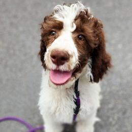Violet - Parti female Poodle puppy in Dover, Delaware from Dogtastic Poodles