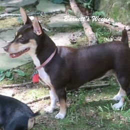 Teddy Roosevelt Terrier All Grown Up from Barnett’s Rambling Terriers