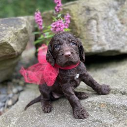 Kylee - Brown female Springerdoodle puppy in Lisbon, Ohio from Willow Lane Doodles