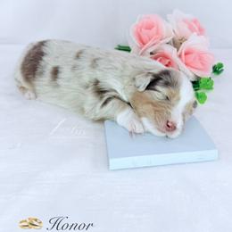 Honor - Red merle male Australian Shepherd puppy in Jonesborough, Tennessee from Lotus Australian Shepherds
