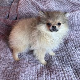 Mimi - Cream sable female Pomeranian puppy in Macon, Georgia from Pomflower Pomeranians