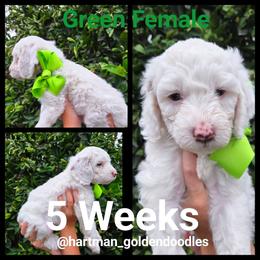 Green - Parti female Goldendoodle puppy in Upland, California from Hartman Goldendoodles