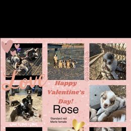 Australian Shepherd Puppies from EJfarms365