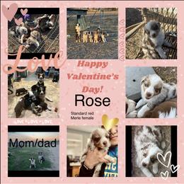 Australian Shepherd Puppies from EJfarms365