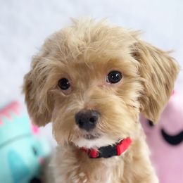 Clyde - Cream male Maltipoo puppy in Palm Coast, Florida from Fiesta Pups