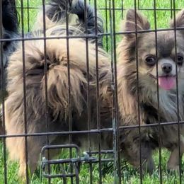 Happy - Chihuahua