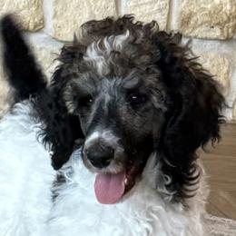Moby - Parti male Poodle puppy in Huntsville, Texas from Antigua Standard Poodles