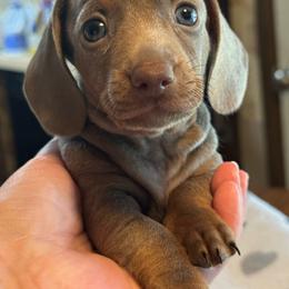 Boy 3 - Fawn (isabella) and tan male Dachshund puppy in Staley, North Carolina from Langley Farms Dachshunds