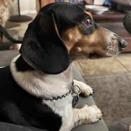 LJ - Dachshund
