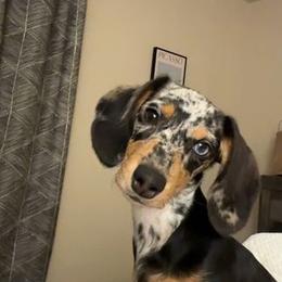 Dachshund All Grown Up from BTX Dachshunds