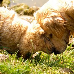 Golden Retriever Puppies from Welch Family Golden Retrievers