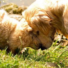 Golden Retriever Puppies from Welch Family Golden Retrievers