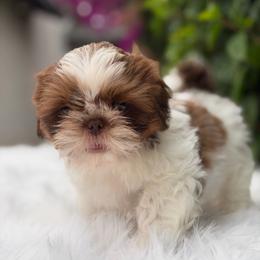 Boy3 - Black and white male Shih Tzu puppy in Covina, California from Shih_doodle_Co
