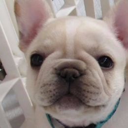French Bulldogs from Rose Gold Frenchies