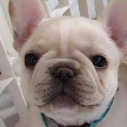 French Bulldogs from Rose Gold Frenchies