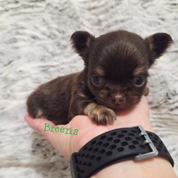Girl 2 - Chocolate and tan female Chihuahua puppy in Richmond, Virginia from Breens