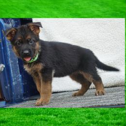 Nero - Black and red male German Shepherd puppy in Muldrow, Oklahoma from Reizarf Kennels