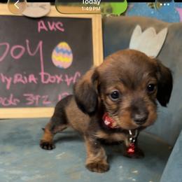 Donner - Wild boar male Dachshund puppy in Livingston, Kentucky from Illyria Dox & GSD