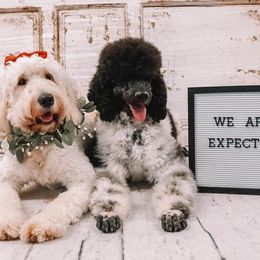 Goldendoodle Puppies from Rose and Reid Doodles