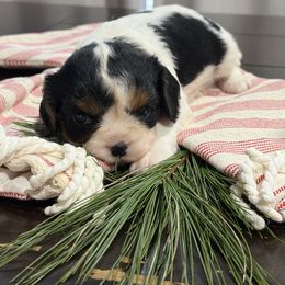 Ivy - Tri-color female Cavalier King Charles Spaniel puppy in Maryland from Trina’s Little Lap Dogs