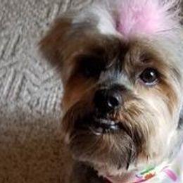 Yorkshire Terriers from JulesofVillage