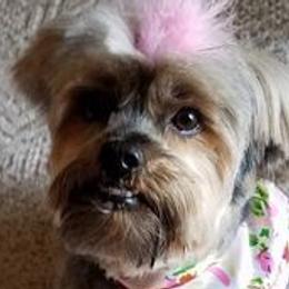 Yorkshire Terriers from JulesofVillage