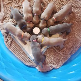 Weimaraner Puppies from Miller's Weimaraners