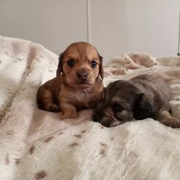Dachshund Puppies from Em-Me's Royal 'n Loyal Dachshunds
