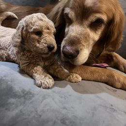 Double Doodle Puppies from Dog Paw Doodles