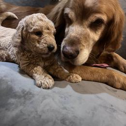 Double Doodle Puppies from Dog Paw Doodles