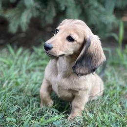 Lucy is 5000dollars - Cream female Dachshund puppy in Crystal, Michigan from Mare-bella Dachshunds