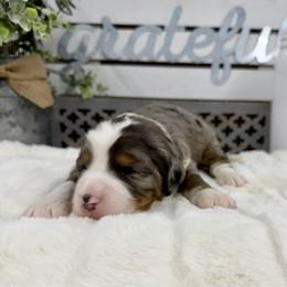 Home Alone - Merle male Bernedoodle puppy in Hegins, Pennsylvania from Bubbling Springs Doodles, LLC