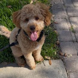 Fig - Merle male Goldendoodle puppy in Davie, Florida from Miami Mini Doodles