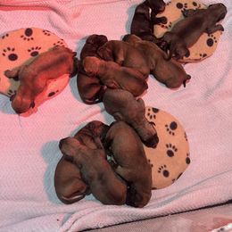 Bullmastiff Puppies from Curnwood’s Bullmastiff’s