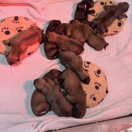 Bullmastiff Puppies from Curnwood’s Bullmastiff’s
