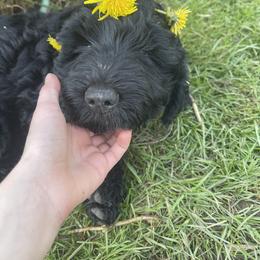 Goldendoodle Puppies from Robinson Doodles