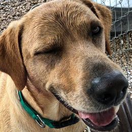 Labrador Retrievers from Sheppard Labradors