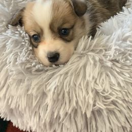 Pembroke Welsh Corgi Puppies from Anita’s little Corgi Haven