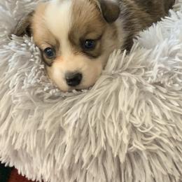 Pembroke Welsh Corgi Puppies from Anita’s little Corgi Haven